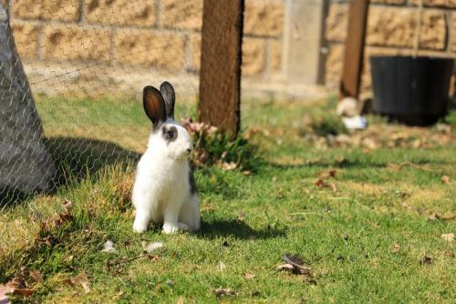 a white and black rabbit sitting in the grass at ValZur Hospedaje: Suite Arces in Villa del Carbón