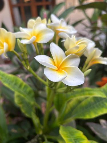 a group of yellow and white flowers on a plant at Hotel Tranquilo in Las Peñitas