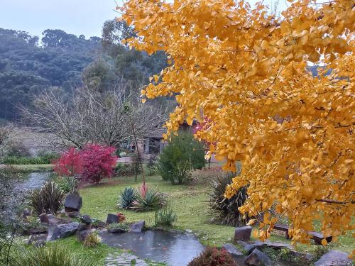 Jardí fora de Cogumelos Montanhês