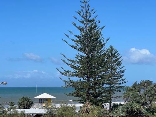a large pine tree next to a beach at Ocean View - Alexandra Headlands Beachfront Unit in Alexandra Headland