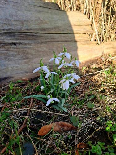 a plant with white flowers growing next to a wooden path at Zakątek Włóczykija in Cisna