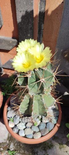 a cactus with yellow flowers in a pot at Stone Art Guest House & Camping in Pemzashen