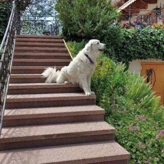 a white dog sitting on some stairs at Ferienwohnung Klappacher in Maria Alm am Steinernen Meer