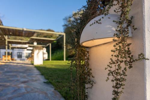 a wall with a plant growing on the side of it at Apartamento para pareja, Finca Contrabando. Sanlucar del Guadiana in Sanlúcar de Guadiana