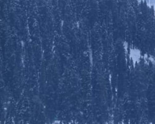 a forest of trees with snow on a mountain at Sheraz Guest House , Tangmarg in Tangmarg