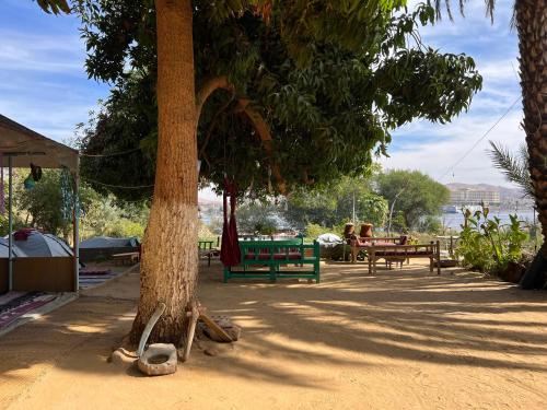 Salatoos Mango Camp في أسوان: مجموعة طاولات نزهة وأشجار في الحديقة