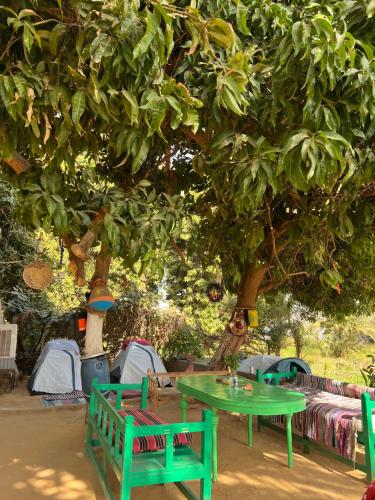 Salatoos Mango Camp في أسوان: طاولة خضراء وكراسي تحت شجرة
