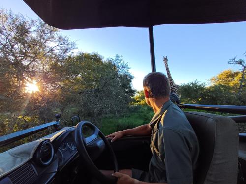 a man driving a truck with a giraffe in the background at Garden Route Safari Camp in Mossel Bay