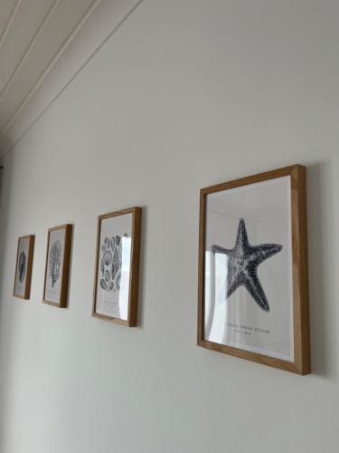 a row of framed pictures on a wall with a starfish at Esplanada do Ilhéu in Vila Franca do Campo