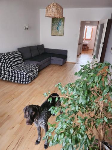a black dog standing in a living room with a plant at Nature in Kraków