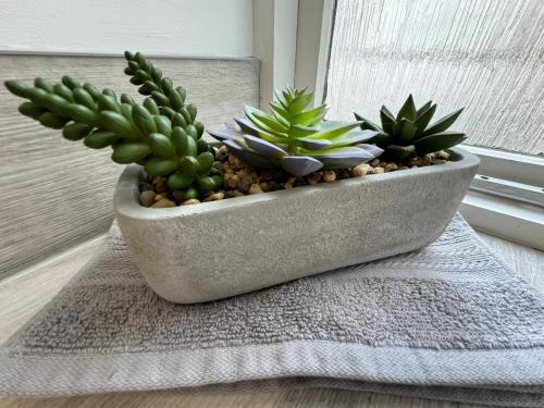 a concrete planter with plants in it on a window sill at Scotch Terrace - 3 Bedrooms - Sleeps 6 in Whitehaven