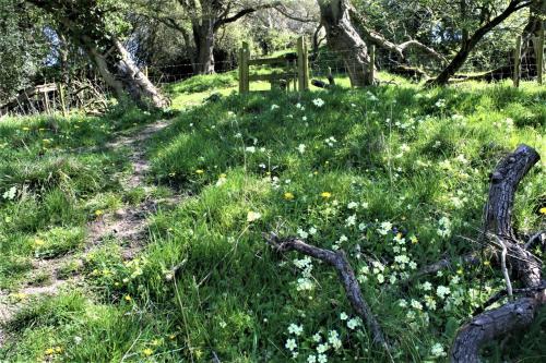 a field of grass with flowers and a fence at Tranquil countryside cottage for two in Wrexham