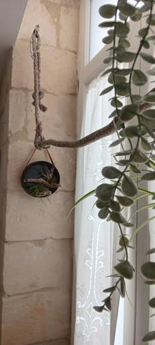 eine Pflanze neben einem Fenster neben einem Vorhang in der Unterkunft Palazzo Emy in Lecce