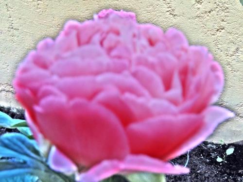 a pink flower in front of a wall at La casa dei Paggi in Sestri Levante
