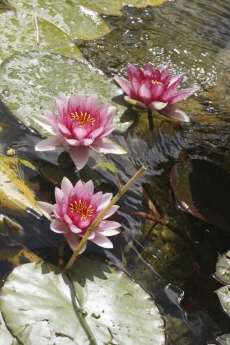 three pink water lilies sitting in a pond at Hort de L'Aubert in Cretas