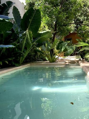 a blue swimming pool in a yard with plants at Hermosa Casa Antigua con Piscina Tropical in Mérida
