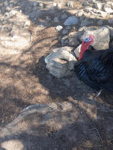 a bird with a red beak sitting on some rocks at Dar Lala Zhour in Aïn Bouchrik