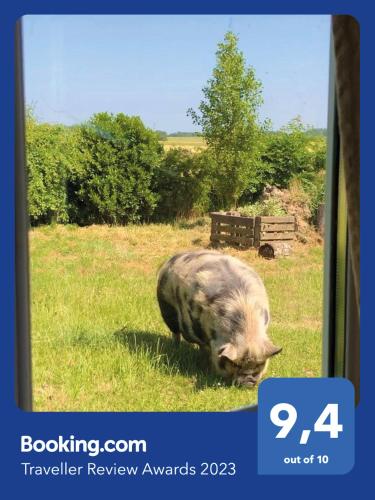 a large pig walking in the grass in a field at Chambre d'Hôtes chez Gustave & Compagnie in Choussy