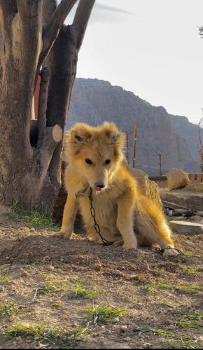 a dog on a chain tied to a tree at Dana luxury huts in Dana