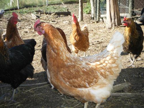 a group of chickens standing in the dirt at Ferienwohnung Kribs in Arzfeld