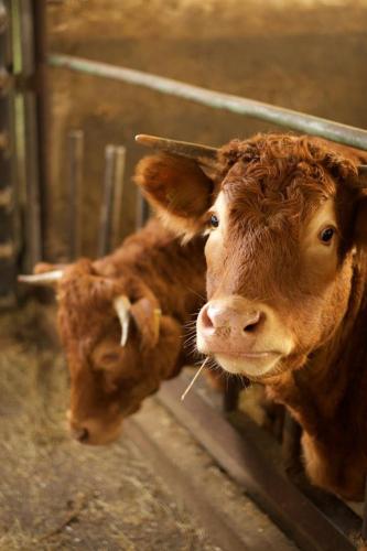 two brown cows standing next to each other at Ferienwohnung Kribs in Arzfeld