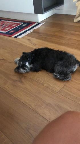 a black and white dog laying on the floor at ca' squero911 luxury rooms in Cesenatico