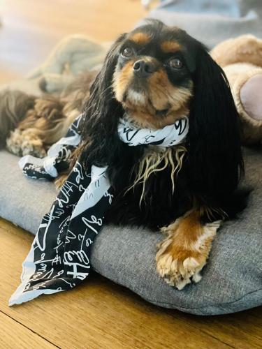 a dog wearing a bandana laying on a dog bed at ca' squero911 luxury rooms in Cesenatico