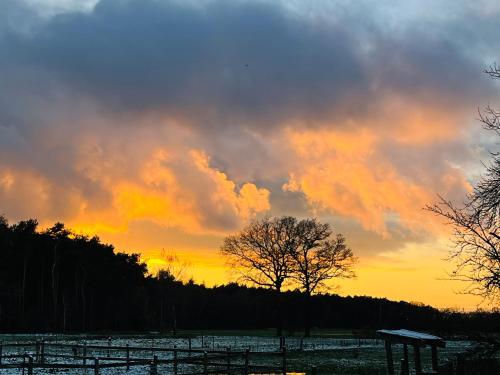 a tree in a field with a sunset in the background at Wunderschöne Ferienwohnung mit Balkon auf dem Bauernhof in Greven