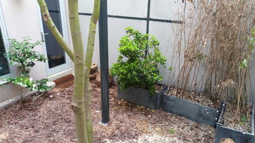 un arbre devant une maison avec quelques plantes dans l'établissement studio d'ALO, à Clamart