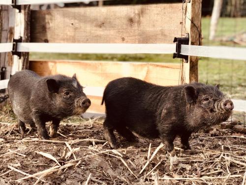 two black pigs standing next to a fence at Gîte "Le Loft" in Chamblet