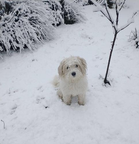 a dog standing in the snow next to a tree at Las Pitras Lodge in Epuyén