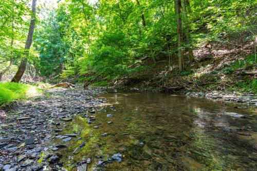 a stream in a wooded area with trees at Hot Tub, Large Deck, WiFi, Fire Pit at Chalet Cabin in Morton Grove