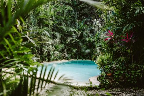 une piscine au milieu d'une jungle dans l'établissement Madre Tierra Eco Habitat, à Puerto Morelos