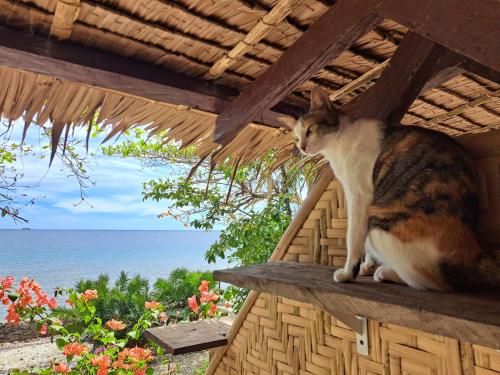 un gato sentado al lado de un edificio con el océano en Paseo Del Mar Seaside Inn, en Jagna