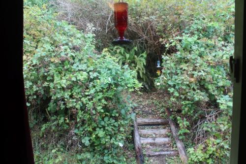 a view of a garden with a path through the bushes at Alert Bay Lodge in Alert Bay