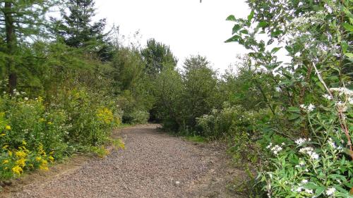 a path through a forest with flowers and trees at Auberge Wild Rose Inn in Moncton