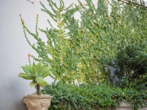 a plant in a pot next to a wall at Sophisticated art deco in the heart of Toorak in Melbourne