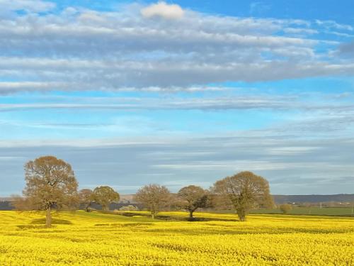a field of yellow rapeseed with trees in the background at Blackhills Barn in Northallerton
