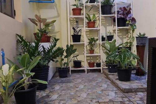 a room filled with potted plants on shelves at Saina Dive Residence - Fuvahmulah, Maldives in Fuvahmulah