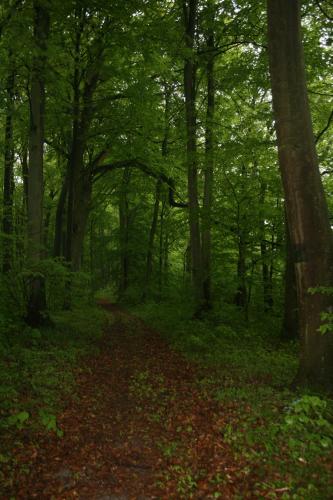 a forest with trees and leaves on the ground at Stajnia Sarnówek Nad Jeziorem Różany in Rozajny Wielkie