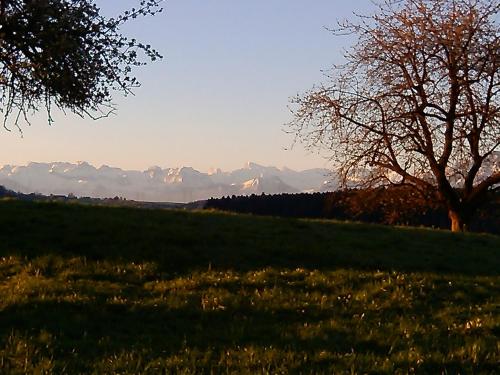 a field with a tree and mountains in the background at Apartment Bei Linda in Beromünster