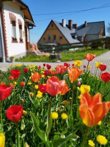 a field of flowers in front of a house at Apartament 600 npm in Piechowice