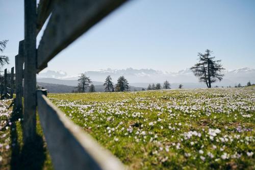 a fence in a field of flowers with mountains in the background at Pension Panorama in San Lorenzo di Sebato