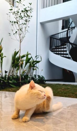a white cat laying on the ground next to a house at Homstay Hoa Ban in Dien Bien Phu