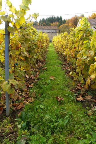 a row of grape vines in a field at Château des Monthairons Hôtel Restaurant GastroMaison Spa privatif in Les Monthairons