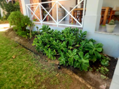 a row of green plants in front of a house at Mon Rêve Estate in Cape Town