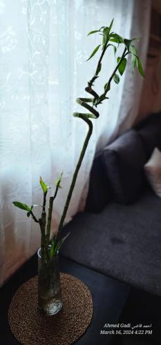 eine Pflanze in einer Glasvase auf einem Tisch in der Unterkunft شقة هادئة بمساحة كبيرة بحي التنعيم بمكة المكرمة غرفة نوم واحدة فقط in Murshidīyah