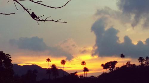 a sunset with palm trees and a kite in the sky at EMINENCE - PALM RESIDENCY (1.5 KM FROM NAKKI LAKE) in Mount Ābu