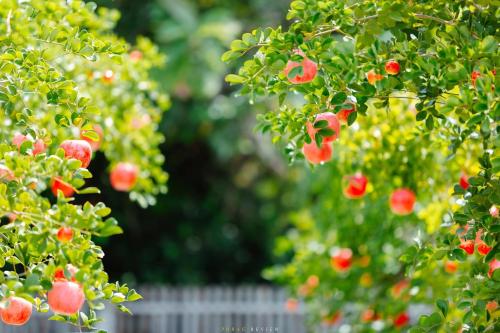 Taman di luar Apple house cafe