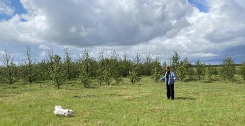 a person standing in a field with a dog at Ugla Gistihús (Ugla Guesthouse) in Hella